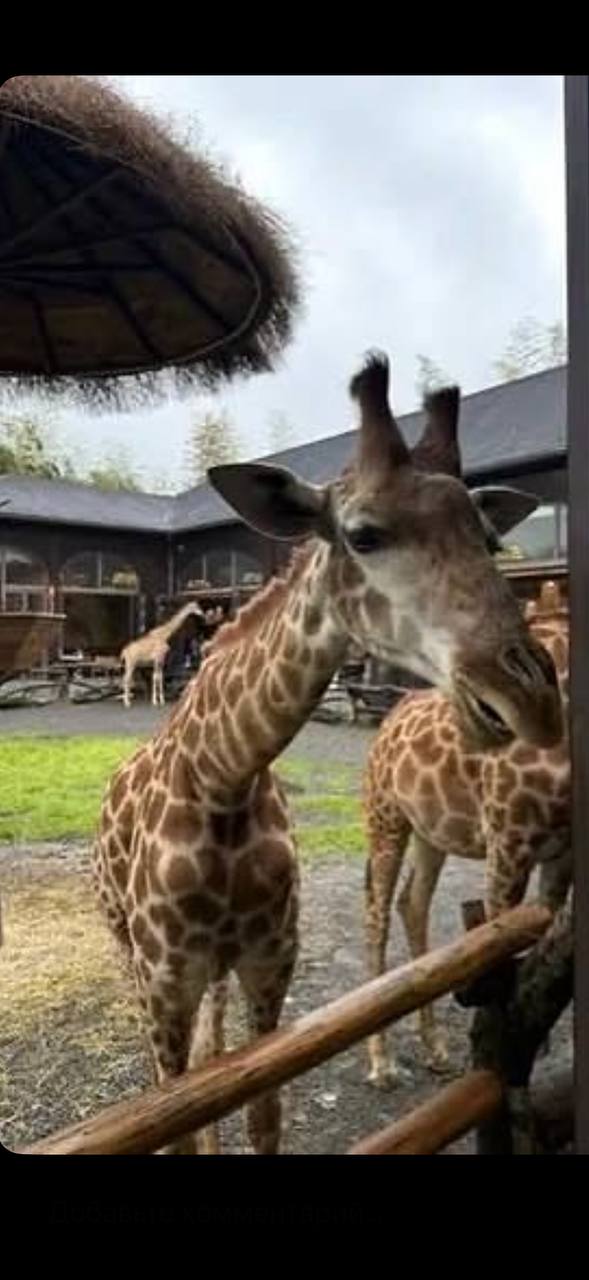 GIRAFFE MANOR 5★ (Ханчжоу, Китай) — 🔥 от 285 000 ₽ на 2+1